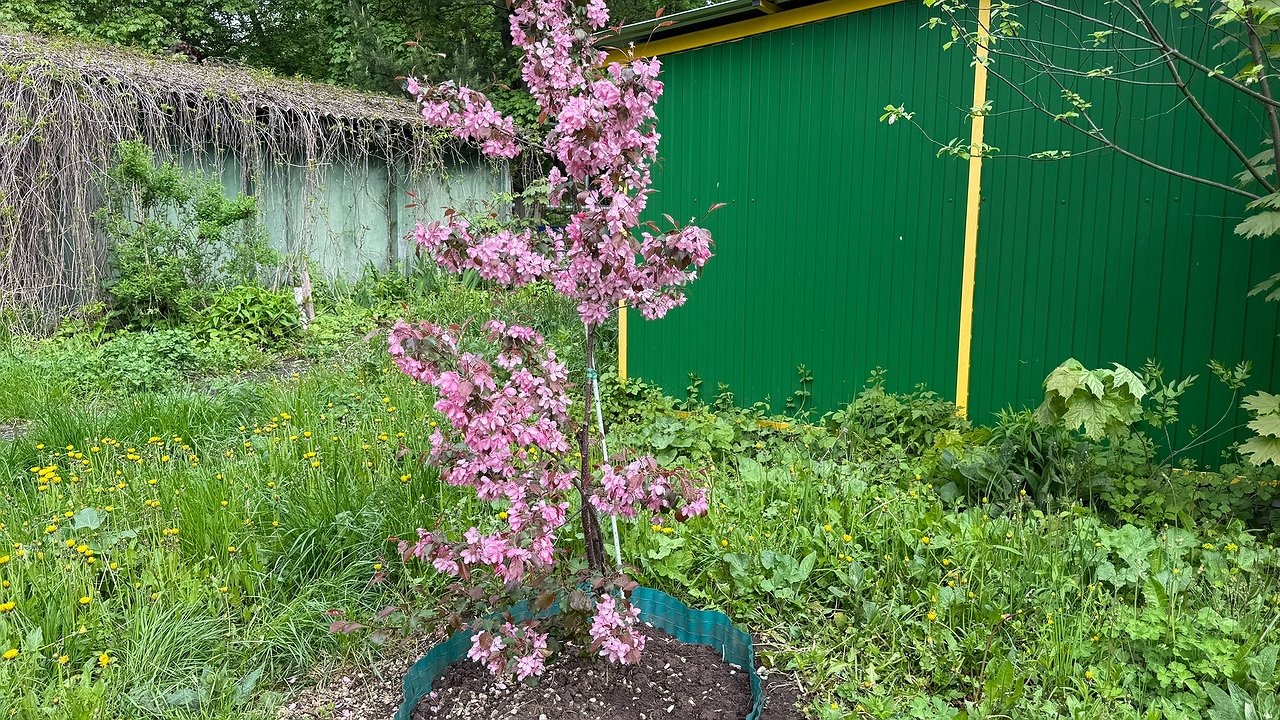 Главная картинка новости: 1 пакетик под яблоню — сбегут муравьи, тля и медяница: защитите урожай за копейки