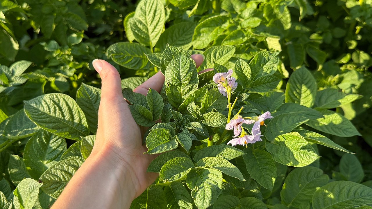 Главная картинка новости: Может ли вырасти картофель без ботвы: объяснение на пальцах для начинающих огородников