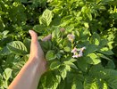 Может ли вырасти картофель без ботвы: объяснение на пальцах для начинающих огородников