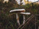 Бледная поганка появилась в воронежских лесах