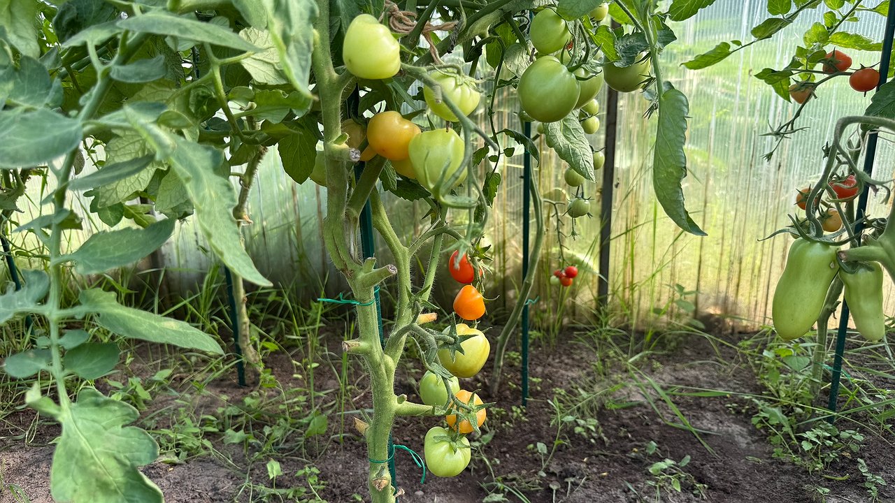 Главная картинка новости: Пыталась найти именно эти семена томатов годами — медовая сладость и сочность в этих малышках просто поражает