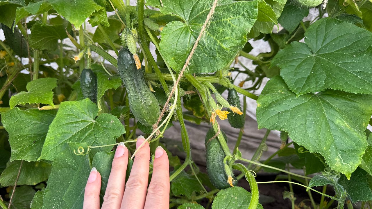 Главная картинка новости: Три самых урожайных сорта огурцов: ещё и на вкус прекрасны – болеть и горчить не будут