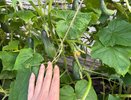 Три самых урожайных сорта огурцов: ещё и на вкус прекрасны – болеть и горчить не будут