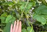 Миниатюра новости: Три самых урожайных сорта огурцов: ещё и на вкус прекрасны – болеть и горчить не будут