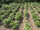 Как помочь почве восстановиться после картофеля: лучшие сидераты и удобрения