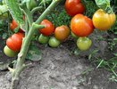 5 сортов томатов, которые я решила больше никогда не сажать: главные разочарования сезона
