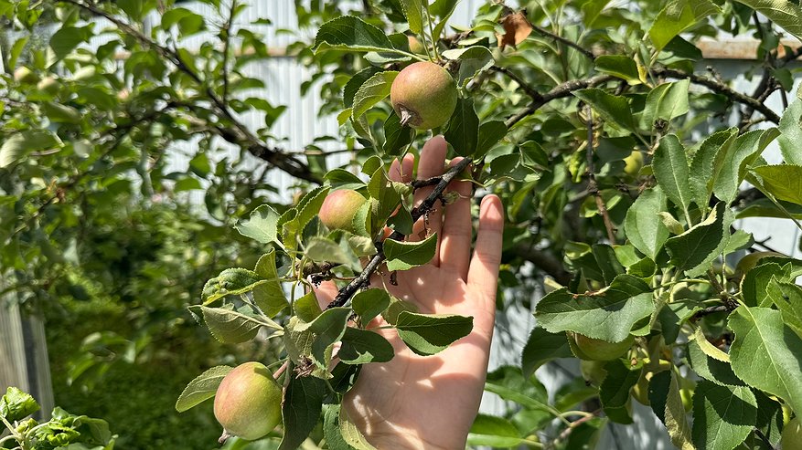 Главная картинка новости: На даче закон и порядок: вот в каких случаях можно собирать плоды с соседского дерева