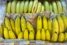 Миниатюра новости: Бананы скоро вымрут: популярной ягоде угрожают температура и грибок — да-да, банан — это ягода и трава одновременно