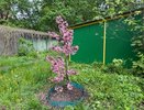 Деревья будут дышать свободнее: названы 2 легких способа избавиться от мха и лишайника на участке — забудете о вредных наростах
