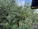 Осенний щит для сада: чем и когда обрабатывать плодовые деревья и ягодные кустарники от вредителей. И от каких препаратов отказалась