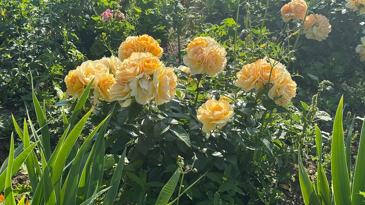 Главная картинка новости: Каждой розе осенью – первым делом: процедуры для успешной зимовки