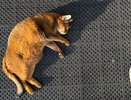 Не надо так называть своих кошек: имена, которые грамотные хозяева избегают