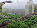 Готовлю почву к зиме 7 народными способами. Болезни растений сократились заметно