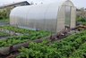 Миниатюра новости: Готовлю почву к зиме 7 народными способами. Болезни растений сократились заметно