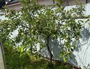 Пока не наступили заморозки, провожу в яблоневом саду почти всё свободное время: вот как надо поступить, чтобы «заложить» основу будущего завидного урожая