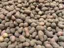 Это соседство поможет сделать картофель необычайно крупным: мало кто обладает этим знанием