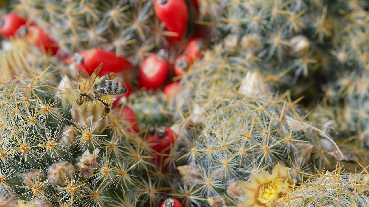 Главная картинка новости: Плоды съедобных кактусов созрели в воронежском Ботаническом саду