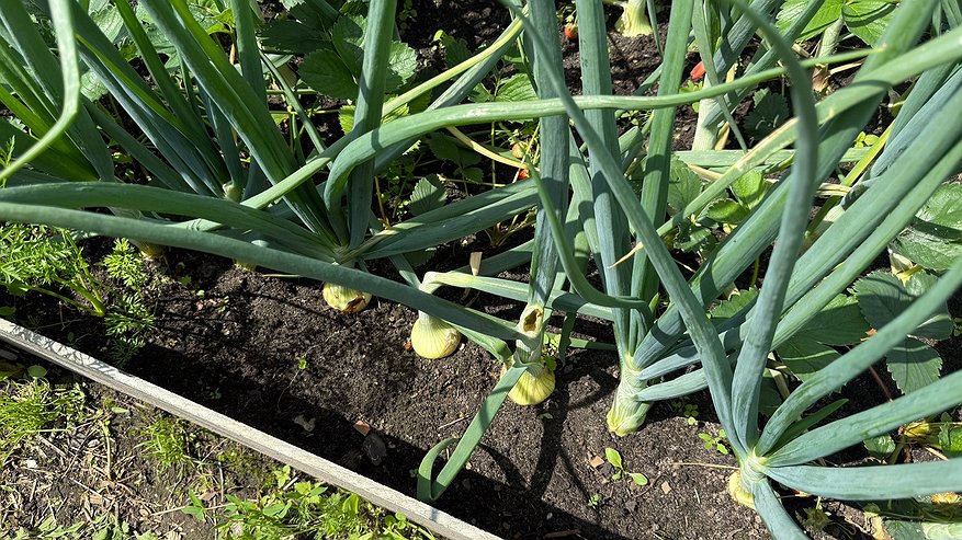 Главная картинка новости: Как правильно сеять лук под зиму: основные действия
