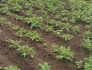 Как помочь почве восстановиться после картофеля: лучшие сидераты и удобрения