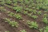 Миниатюра новости: Как помочь почве восстановиться после картофеля: лучшие сидераты и удобрения