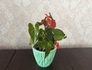 2 ложки под куст в сентябре— даже самый чахлый антуриум оживёт: будет давать по 2 цветка в день
