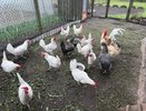 Чем осенью накормить кур, чтобы зимой они завалили курятник яйцами: рацион от специалиста