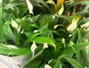 Вот что нужно для полного женского счастья: 5 причин, из-за которых не цветет спатифиллум