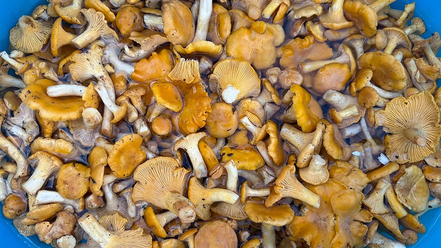 Главная картинка новости: Правильный способ засолки грибов: учитываем несколько нюансов