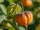 Овощной физалис: как подобрать идеальный сорт и вкусно приготовить