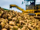 Воронежские аграрии собрали рекордные 1,2 миллиона тонн сахарной свеклы