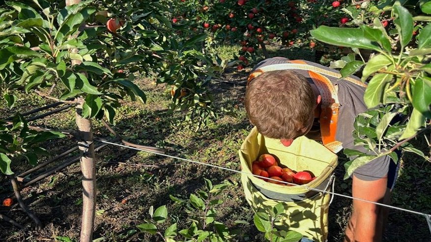 Главная картинка новости: Тридцать студентов ВГАУ участвуют во всероссийской акции по сбору яблок