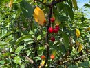 Подкормка для вишни в сентябре: как сделать урожай крупным и сладким и помочь дереву легко пережить зиму