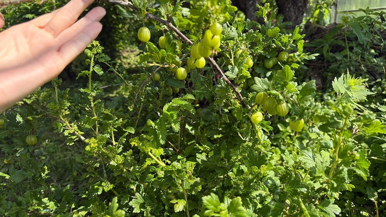Главная картинка новости: Отправляюсь секатором к крыжовнику: несколько простых операций, которые нужно успеть провести до конца сентября