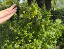 Отправляюсь секатором к крыжовнику: несколько простых операций, которые нужно успеть провести до конца сентября