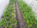 Не отходы, а натуральное удобрение: какую пользу можно извлечь из морковной ботвы после сбора корнеплодов