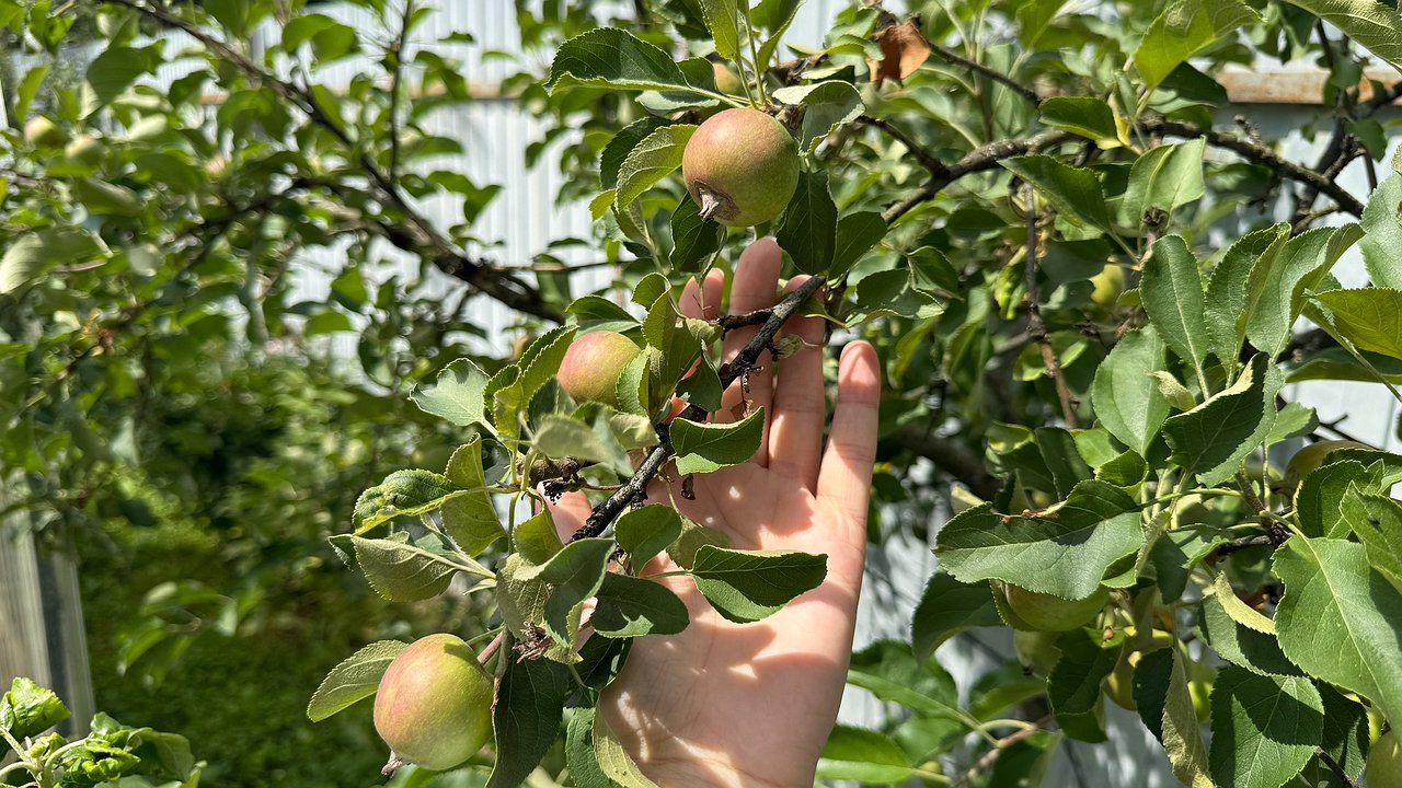 Главная картинка новости: Как вырастить сад монилиоза: защита яблонь и вишни от коварного грибка – щедрый урожай каждый год