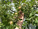 Как вырастить сад монилиоза: защита яблонь и вишни от коварного грибка – щедрый урожай каждый год