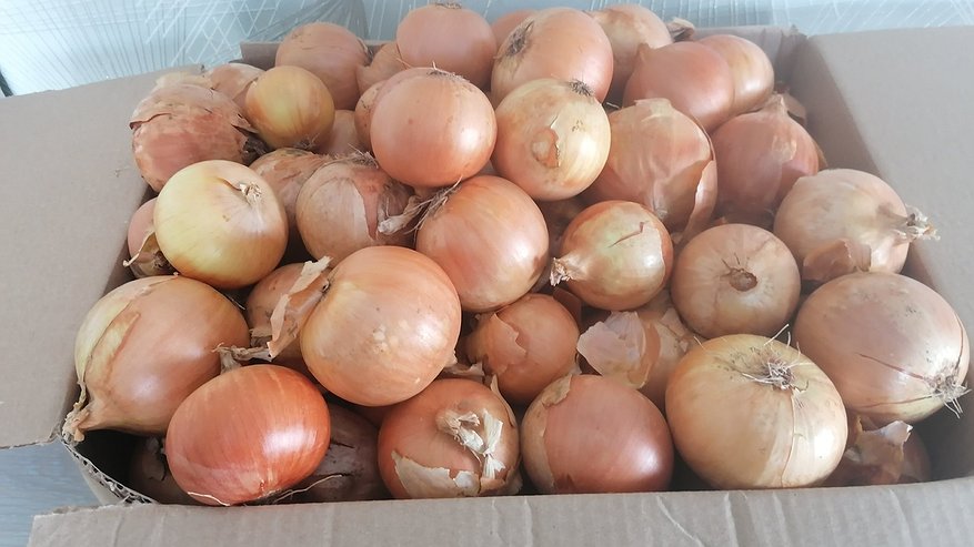 Главная картинка новости: Как сохранить лук до весны: советы, которые подойдут любой хозяйке