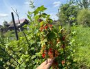 Использую подкормку для смородины до 1 октября: всего 3 ст.л. на 10 литров — кусты будут «спать» даже в мороз