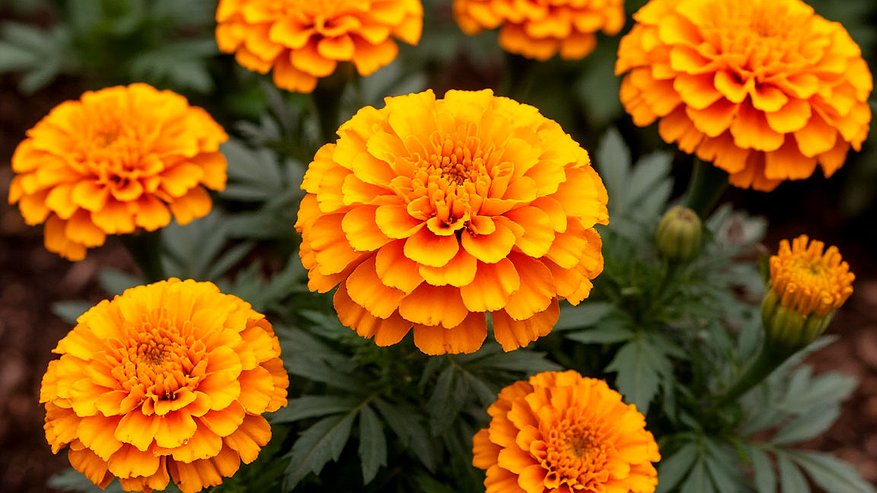 Главная картинка новости: Завявшие бархаты отношу к почве, где рос картофель: осенний лайфхак от проволочника