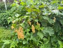 Смородина кричит о помощи осенью: как спасти урожай и какие сигналы нельзя игнорировать