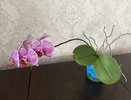 Почему орхидея отказывается цвести: 3 причины капризов и как решить проблему