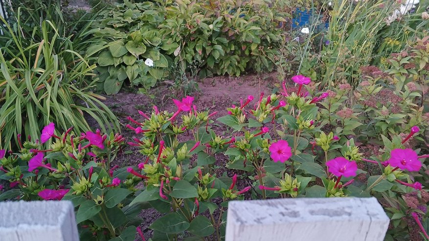 Главная картинка новости: Осенняя обработка сада: 3 лучших инсектицида — что и как использовать для защиты от вредителей