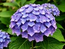 3 осенних шага для гортензии: как подготовить куст к зиме для пышного цветения