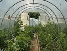 Болезни и вредители — исчезнут: использую в теплице «термоядерный» антисептик — осенняя обработка гарантирует стерильность к весне