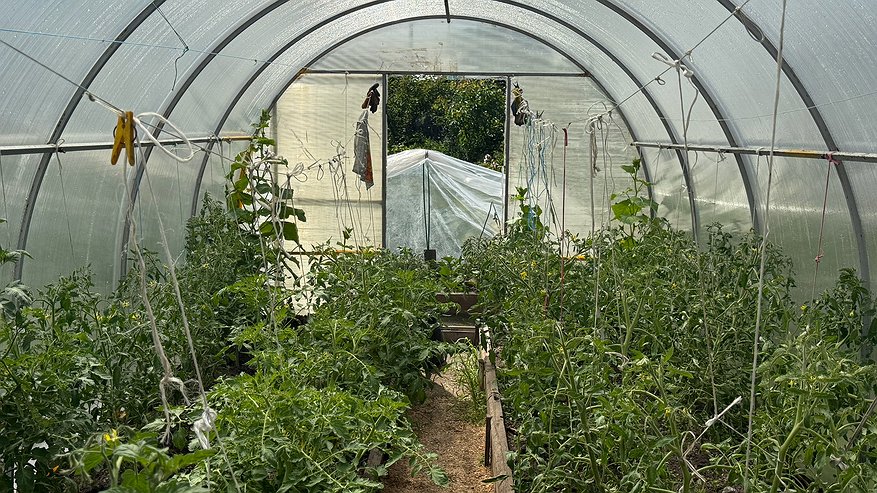 Главная картинка новости: Болезни и вредители — исчезнут: использую в теплице «термоядерный» антисептик — осенняя обработка гарантирует стерильность к весне