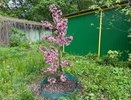 Яблоню, клубнику, вишню и всё остальное обсыплет цветами в следующем году, если сейчас подкормить их «канадским настоем»