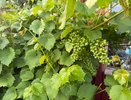 Осенняя обрезка винограда: как правильно подготовить лозу к зиме