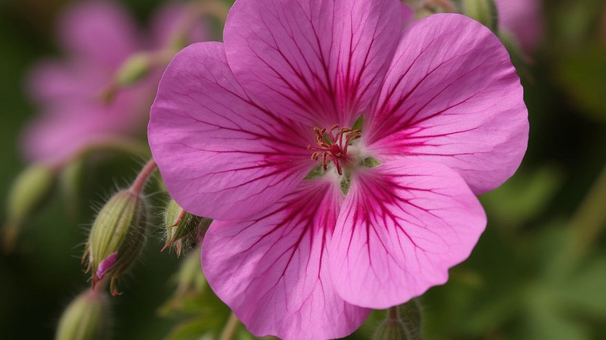 Главная картинка новости: Как размножить герань черенками дома: хитрости, советы и ошибки