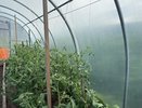 Тяжелая артиллерия для теплицы: как провести осеннюю обработку против самых стойких болезней и вредителей